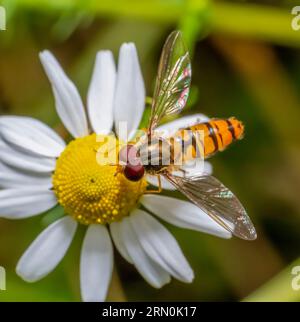 Primo piano di una marmellata hoverfly appoggiata su una testa di fiore bianco Foto Stock