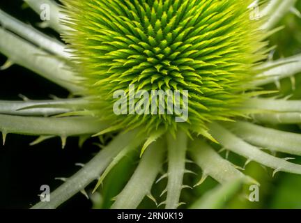 Foto macro full frame con un dettaglio di un fiore selvatico Foto Stock