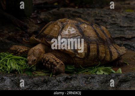 Habitat naturale di tartarughe africane sulcata, da vicino si mangia e si riposa nel giardino, vita lenta, razze di tartaruga africane Foto Stock