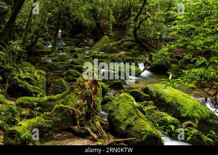 Piccole vie d'acqua nelle foreste di muschi, scoglio Shiratani Unsuikyo, isola di Yakushima, Kagoshima, Giappone, Asia Foto Stock