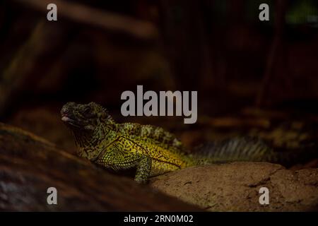 Philippine Sailfin Lizard: Una lucertola timida e dai colori fantastici che vive molto vicino a un corpo d'acqua e la sua dieta è composta da frutta, insetti, piccoli e Foto Stock