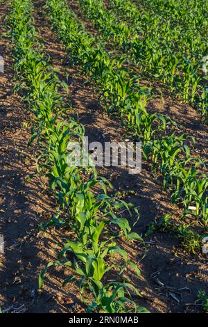 File di germogli di mais che iniziano a crescere. Giovani piantine di mais che crescono in un terreno fertile. Un campo agricolo su cui crescere mais giovane. Terre rurali Foto Stock