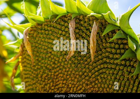 Primo piano girasole giallo in piena fioritura in estate soleggiata, girasole giallo e campi sfocati sullo sfondo. Concentratevi sul petalo. Foto Stock