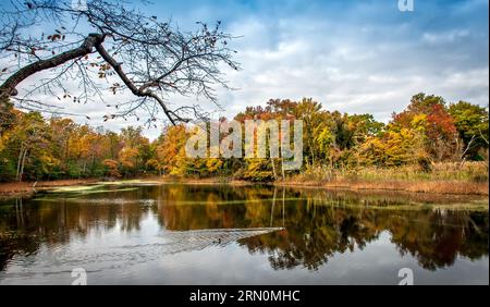 Paesaggio autunnale di un tranquillo laghetto con vivaci colori autunnali negli alberi riflessi nell'acqua, con anatre che nuotano in una giornata di sole. Foto Stock