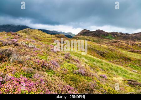 Paesaggio di montagna e di erica da Mynydd Sygyn montagna vicino Beddgelert, Snowdonia National Park, Galles, Regno Unito Foto Stock