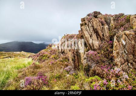 Paesaggio di montagna e di erica da Mynydd Sygyn montagna vicino Beddgelert, Snowdonia National Park, Galles, Regno Unito Foto Stock