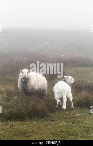 Pecore sul sentiero tra Glyder Fawr e Glyder Fach, Cwm Idwal, Snowdonia National Park, Galles, Regno Unito Foto Stock