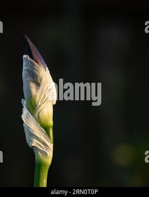 fiore isolato illuminato dalla luce del sole durante l'ora d'oro su sfondo sfocato, bianco, verde, viola con spazio per la copia Foto Stock