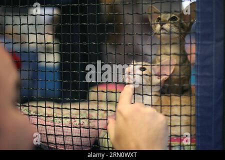 I gatti partecipano a una mostra internazionale di gatto di razza pura promossa dal Brazilian Cat Club, a San Paolo, Brasile, il 22 novembre 2014. Circa 300 gatti partecipano all'evento. Rahel Patrasso) (jp) BRAZIL-SAO PAULO-SOCIETY-EXHIBITION e RahelxPatrasso PUBLICATIONxNOTxINxCHN i gatti prendono parte durante la mostra internazionale del gatto purosangue promossa dal Brazilian Cat Club di San Paolo Brasile IL 22 novembre 2014 circa 300 gatti partecipano all'evento Rahel JP Brasile Sao Paulo Society Exhibition e PUBLICATIONxNOTxINxCHN Foto Stock