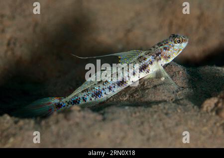 Yellowfoot Shrimpgoby, Vanderhorstia phaeosticta, with extended fin, Batu Niti dive site, Seraya, Karangasem, Bali, Indonesia Stock Photo