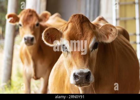 Un paio di adorabili mucche in Jersey dagli occhi nudi che guardano la fotocamera Foto Stock