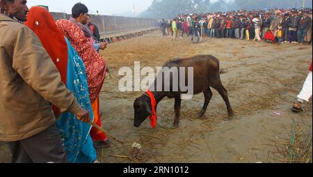 (141128) -- KATHMANDU, 28 novembre 2014 -- gli indù portano un bufalo per sacrificio prima di una cerimonia sacrificale per il festival di Gadhimai vicino al tempio di Gadhimai a Bariyapur, Bara, Nepal, 28 novembre 2014. Il festival Gadhimai è un festival indù con l'obiettivo di compiacere Gadhimai, la dea del potere. NEPAL-BARA-GADHIMAI FESTIVAL SunilxSharma PUBLICATIONxNOTxINxCHN Kathmandu Nov 28 2014 celebrità indù portano un bufalo per sacrificio prima di una cerimonia sacrificale per Festival Near Temple in BARA Nepal Nov 28 2014 Festival È un festival indù con L'OBIETTIVO della Dea del potere Nepal BARA F. Foto Stock