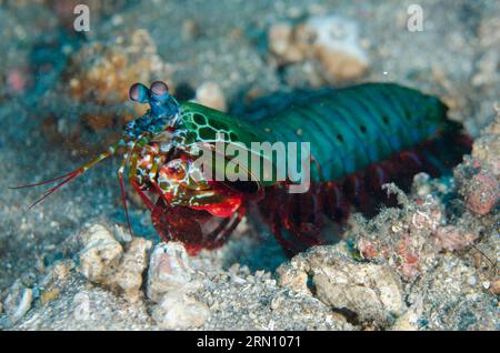 Smasashing Mantis Shrimp, Odontodactylus scyllarus, Pyramids dive site, Amed, Karangasem, Bali, Indonesia Foto Stock