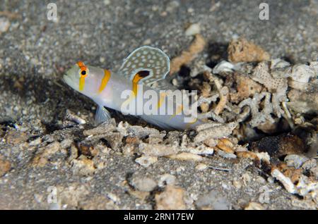 Randall's Shrimpgoby, Amblyeleotris randalli, con pinna estesa, sito di immersione nella baia di Jemeluk, Amed, Karangasem, Bali, Indonesia Foto Stock