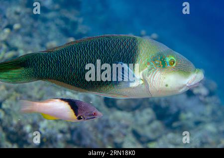 Male Geographic Wrasse, Anampses geographicus, con Blackbelt Hogfish, Bodianus mesothorax, Jemeluk Bay, Amed, Karangasem, Bali, Indonesia Foto Stock