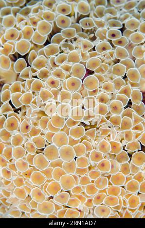 Orchina dei fiori, Toxopneustes pileolus, dettaglio delle pedicellariae, sito di immersione Sedam, Seraya, Karangasem, Bali, Indonesia Foto Stock