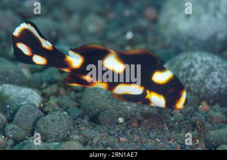 Juvenile Striped Sweetlips, Plectorhinchus lessonii, Sedam dive site, Seraya, Karangasem, Bali, Indonesia Stock Photo