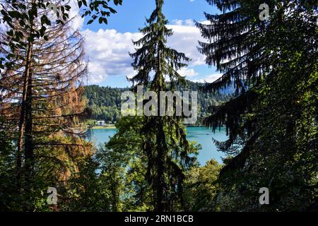 Idilliaca vista del lago di Bled attraverso splendidi alberi - Slovenia Foto Stock