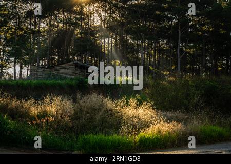 Una mattinata di sole brilla attraverso le cime attraverso un sottile strato di nebbia, creando bellissimi binari ferroviari, il paesaggio di Dalat, il paesaggio suburbano di Dalat, il paesaggio vietnamita Foto Stock