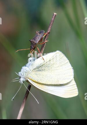 Spiked Scredbug (Picromerus bidens), una specie carnivora di insetto dello scudo della famiglia Pentatomidae, che si nutre di una piccola farfalla bianca, Inghilterra, Regno Unito Foto Stock