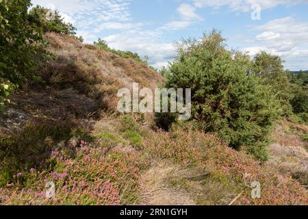 Vista della fioritura di heather sulla collina di Hankley Common in estate o ad agosto, Surrey, Inghilterra, Regno Unito Foto Stock