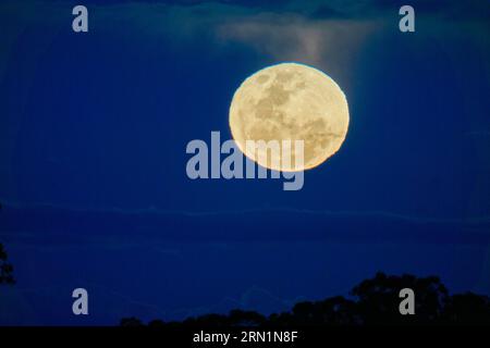 Barmah Victoria Australia 31 agosto 2023, la rara Blue Super Moon che si innalza sopra i Gumtrees sul fiume Murray Barmah Australia Credit PjHickox/Alamy Live News Foto Stock