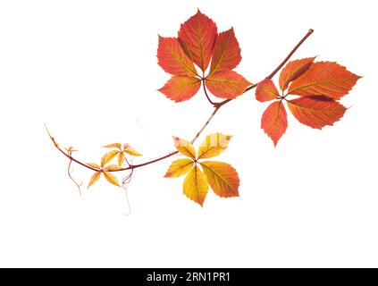 Ramo autunnale con foglie colorate isolate su sfondo bianco. Edera con cinque Leaved Foto Stock