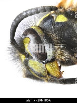 Immagine al microscopio della testa di una vespa comune (Vespula vulgaris) Foto Stock