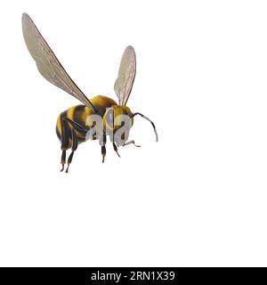 Rendering 3D di un'ape gialla e nera su sfondo bianco Foto Stock