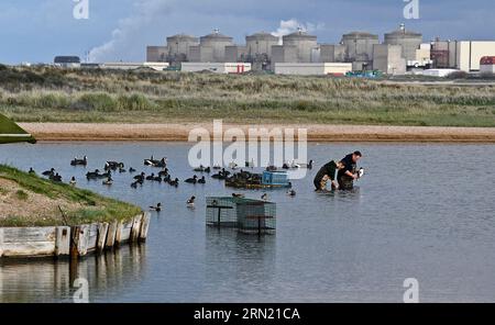 Caccia all'anatra nel Grand Fort Philippe (Francia settentrionale): Caccia agli uccelli acquatici con membri dell'ACCL Nord, Association des Chasseurs Cotiers du Littoral Foto Stock