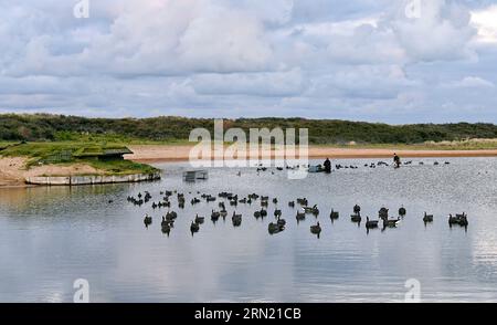 Caccia all'anatra nel Grand Fort Philippe (Francia settentrionale): Caccia agli uccelli acquatici con membri dell'ACCL Nord, Association des Chasseurs Cotiers du Littoral Foto Stock