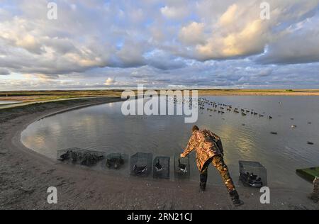 Caccia all'anatra nel Grand Fort Philippe (Francia settentrionale): Caccia agli uccelli acquatici con membri dell'ACCL Nord, Association des Chasseurs Cotiers du Littoral Foto Stock