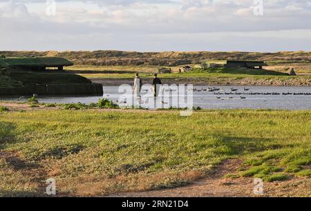 Caccia all'anatra nel Grand Fort Philippe (Francia settentrionale): Caccia agli uccelli acquatici con membri dell'ACCL Nord, Association des Chasseurs Cotiers du Littoral Foto Stock