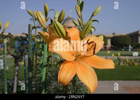 (150213) -- NEW DELHI, 13 febbraio 2015 -- foto scattata il 13 febbraio 2015 mostra i fiori in piena fioritura nei Giardini Mughal che circondano il palazzo presidenziale durante un'anteprima stampa a nuova Delhi, India. Il giardino sarà aperto al pubblico fino al 15 marzo. )(bxq) INDIA-NUOVA DELHI-MUGHAL GARDENS-FLOWERS-PRESS PREVIEW ParthaxSarkar PUBLICATIONxNOTxINxCHN New Delhi Feb 13 2015 foto scattata IL 13 Feb 2015 mostra Fiori in piena fioritura AI Giardini Mughal che circondano il Palazzo Presidenziale durante una Press Preview a New Delhi India il Giardino sarà aperto al pubblico fino al 15 marzo India New Delhi Mug Foto Stock