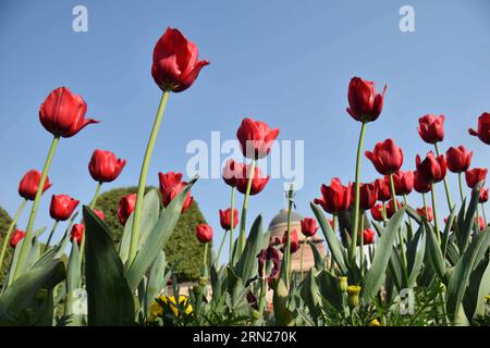 (150213) -- NEW DELHI, 13 febbraio 2015 -- foto scattata il 13 febbraio 2015 mostra i fiori in piena fioritura nei Giardini Mughal che circondano il palazzo presidenziale durante un'anteprima stampa a nuova Delhi, India. Il giardino sarà aperto al pubblico fino al 15 marzo. )(bxq) INDIA-NUOVA DELHI-MUGHAL GARDENS-FLOWERS-PRESS PREVIEW ParthaxSarkar PUBLICATIONxNOTxINxCHN New Delhi Feb 13 2015 foto scattata IL 13 Feb 2015 mostra Fiori in piena fioritura AI Giardini Mughal che circondano il Palazzo Presidenziale durante una Press Preview a New Delhi India il Giardino sarà aperto al pubblico fino al 15 marzo India New Delhi Mug Foto Stock