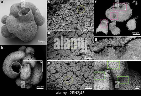 (150309) -- WASHINGTON D.C., 9 marzo 2015 () -- immagine fornita dal Nanjing Institute of Geology and Palaeontology of China il 9 marzo 2015 mostra immagini di un fossile di spugna primitiva di 600 milioni di anni che utilizza tecniche di imaging avanzate, tra cui la scansione del microscopio elettronico e la tomografia a raggi X sincrotrone. Gli animali sono sulla Terra da almeno 600 milioni di anni, la ricerca condotta da scienziati cinesi ha confermato lunedì. Lo studio, pubblicato sulla rivista statunitense Proceedings of the National Academy of Sciences, descriveva un fossile di spugna primitiva ben conservato, delle dimensioni di un grano di riso recuperato dal 600- Foto Stock