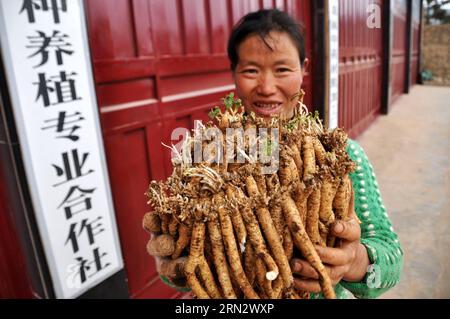 WEINING, 26 marzo 2015 -- Un residente mostra il materiale medicinale cinese codonopsis pilosula nella contea di Weining, nella provincia di Guizhou della Cina sud-occidentale, 26 marzo 2015. L'area di impianto di farmaci a base di erbe si trovava a 161.000 mu (circa 10.733 ettari) nel 2014 nella contea, con un valore di produzione di oltre 700 milioni di yuan (112,6 milioni di dollari USA). (mp) CHINA-GUIZHOU-WEINING COUNTY-HERBAL MEDICINE (CN) YangxWenbin PUBLICATIONxNOTxINxCHN Weining marzo 26 2015 un residente mostra il materiale medicinale cinese Codonopsis pilosula nella contea di Weining nella provincia di Guizhou della Cina sud-occidentale marzo 26 2015 The Pla Foto Stock