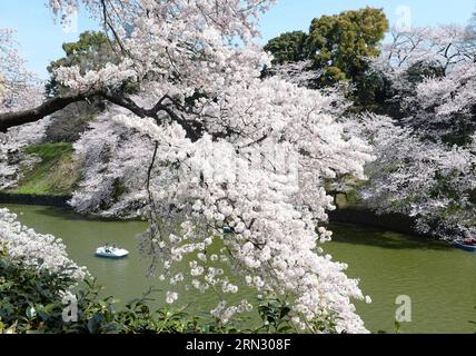 I fiori di ciliegio in piena fioritura sono visti insieme al fossato Chidorigafuchi a Tokyo, in Giappone, 31 marzo 2015. ) (Djj) JAPAN-TOKYO-CHERRY BLOSSOMS-FULL BLOOM MaxPing PUBLICATIONxNOTxINxCHN Cherry Blossoms in Full Bloom Are Lakes Side Moat in Tokyo Giappone marzo 31 2015 Japan Tokyo Cherry Blossoms Full Bloom PUBLICATIONxNOTxINxCHN Foto Stock