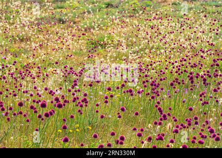 Francia, Morbihan, isola di Hoedic, campo di porro a testa tonda o aglio a testa tonda (Allium sphaerocephalon) Foto Stock