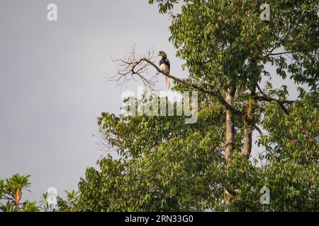 Incredibile primo piano di due ornbills selvatici orientali, maschi e femmine Foto Stock