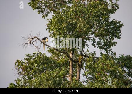 Incredibile primo piano di due ornbills selvatici orientali, maschi e femmine Foto Stock