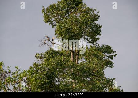 Incredibile primo piano di due ornbills selvatici orientali, maschi e femmine Foto Stock