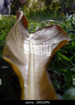 Vista a terra selettiva di una singola foglia essiccata caduta sul verde con gocce di pioggia o rugiada dopo la pioggia mattutina, sfondo naturale per la carta da parati Foto Stock