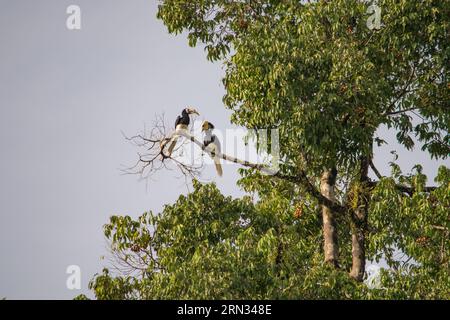 Incredibile primo piano di due ornbills selvatici orientali, maschi e femmine Foto Stock