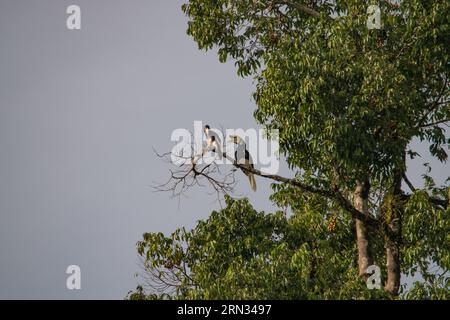 Incredibile primo piano di due ornbills selvatici orientali, maschi e femmine Foto Stock