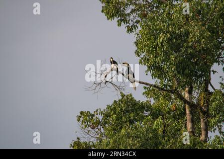 Incredibile primo piano di due ornbills selvatici orientali, maschi e femmine Foto Stock