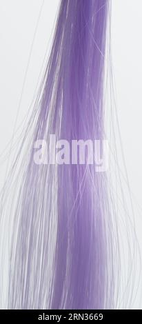 Vista ravvicinata macro con sfondo viola e peloso isolato Foto Stock