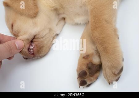 Dog dental theme. Examination of labrador dog teeth close up view Stock Photo