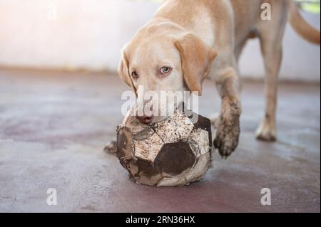 Dirty labrador Dog gioca con la palla morsa in cortile Foto Stock