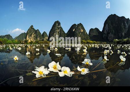 (150408) -- PECHINO, 8 aprile 2015 -- questa è una foto di ottelia acuminata scattata dal fotografo . Il primo album di immagini naturali della Cina intitolato The Beauty of Nature - Nature & Wildlife Photography in China è stato pubblicato di recente, che include l'essenza dei 63 programmi IBE (Imaging Biodiversity Expedition) ha fatto ricerche nei sei anni successivi alla sua fondazione. IBE, fondata nel 2008, è un istituto che mira a registrare la natura in Cina utilizzando la spedizione di imaging sulla biodiversità. ) (Zwx) CHINA-FIRST NATURE IMAGE RECORD OF CHINA(CN) WuxShuang PUBLICATIONxNOTxINxCHN Pechino 8 aprile 2015 Foto Stock